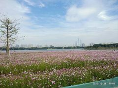 -海珠湖公园