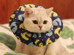 -纳吉亚猫专科动物医院·北北分院