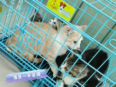 -艾贝尔宠物诊疗