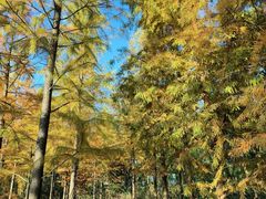 -昆山城市生态森林公园