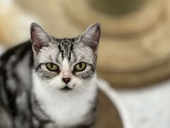 -喵园·猫主题咖啡厅·撸猫·猫咖(国贸店)