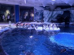 -上海海昌海洋公园