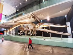 -墨尔本博物馆(Melbourne Museum)