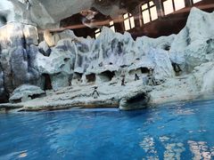 -帝企鹅自助餐厅•儿童岛•真企鹅(长隆企鹅酒店)