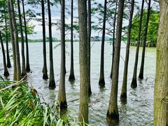 -苏州太湖国家湿地公园