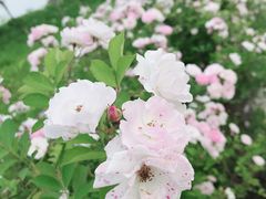 -大塘金香草谷