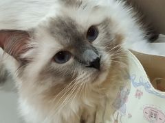 -MOCHA明星猫咖(田子坊店)