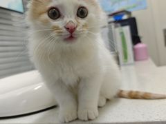 -顺强宠物诊所·狂犬免疫·夜诊·骨科(嘉定店)