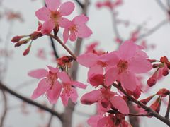 -顾村公园