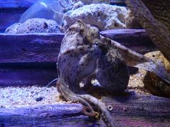 -悉尼海洋生物水族馆