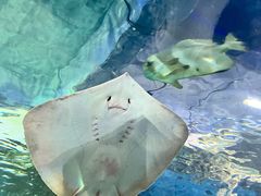 -上海海洋水族馆