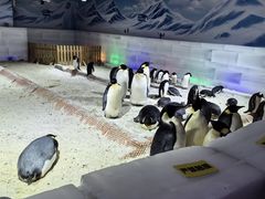 -海合安武汉极地海洋公园