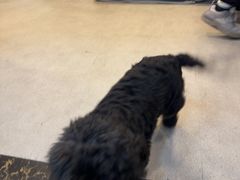 -宠颐生汉谟拉比宠物医院