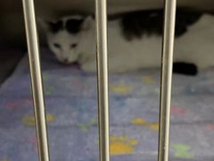 -喵汪萌宠屋旗舰店.洗澡美容.猫狗基地