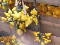 -越秀西湖花市(广州城市广场花卉店)