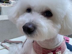 -BABIT巴比特宠物(MOMOPARK店)