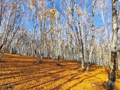 -乌兰布统景区-白桦林