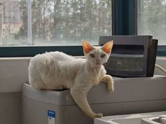 -爱妮康宠物医院·干细胞免疫细胞·肿瘤·心脏(张江店)