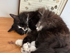 -有猫主题·治愈系猫咖(曾厝垵店)