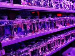 -华声天桥民俗文化园