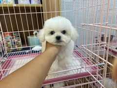 -萌宠之家·腊肠犬·马尔泰·小体犬舍