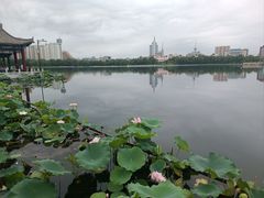-莲花池公园