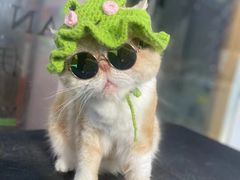-车接车送·寄养洗护·德文猫舍(大宁店)