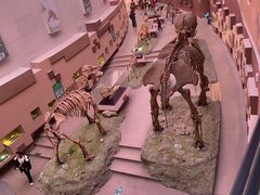 -陕西自然博物馆