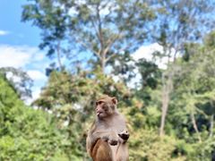 -西双版纳原始森林公园