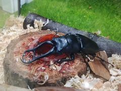 -上海昆虫博物馆