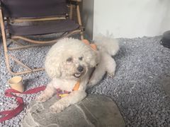 -J Create城市露营咖啡·简餐·宠物(上海动物园店)