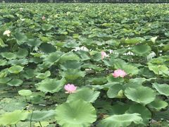 -荷塘月色湿地公园·向阳花洲