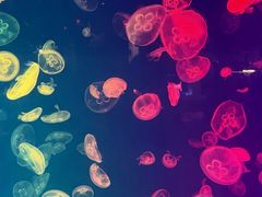 -华夏文旅西安度假区