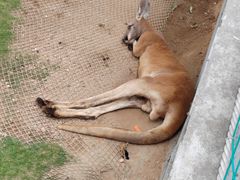 -西霞口神雕山野生动物世界