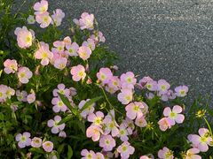 -贡湖湾湿地公园