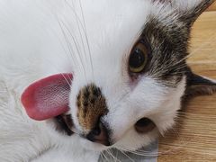 -瑞派长江宠物医院·猫科·外科·24小时夜护(谊城公寓分院)