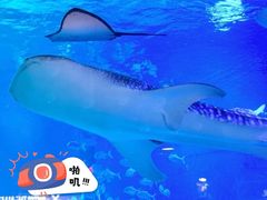 -烟台海昌鲸鲨海洋公园