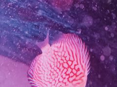 -沙沙哗啦海洋馆(华宇百花谷店)