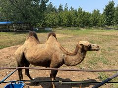 -秦皇岛野生动物园