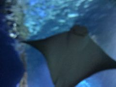 -暹罗海洋世界