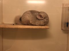 -龙猫仔乐园(惠福东路店)