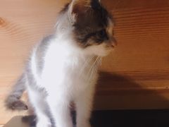 -MOLLY'S萌宠生活馆