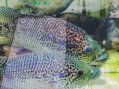-东坡海鲜(利丰路店)