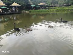 -呀诺达热带雨林