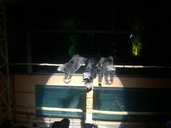 -清迈夜间动物园