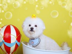 -超宠爱宠物摄影-Super pet