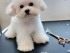 -萌宠之家·腊肠犬·马尔泰·小体犬舍