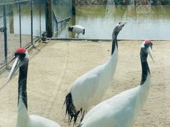 -盐城丹顶鹤湿地生态旅游区