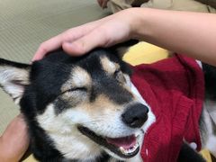 -逗柴咖啡屋·狗咖猫咖宠物桌游