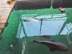 -蓝湾碧波·老字号·疍家非遗海上餐厅